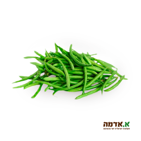 Green beans - packed