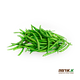 Green beans - packed