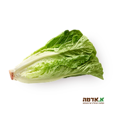 Arab lettuce, packed