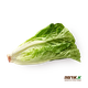 Arab lettuce, packed