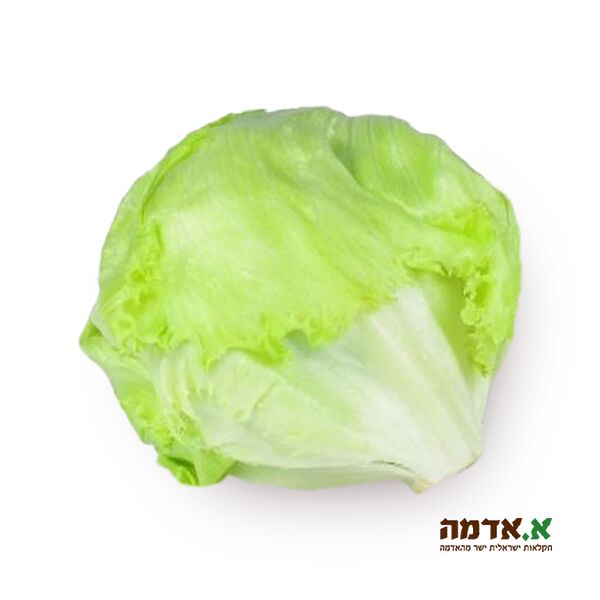 חסה עגולה - ארוז