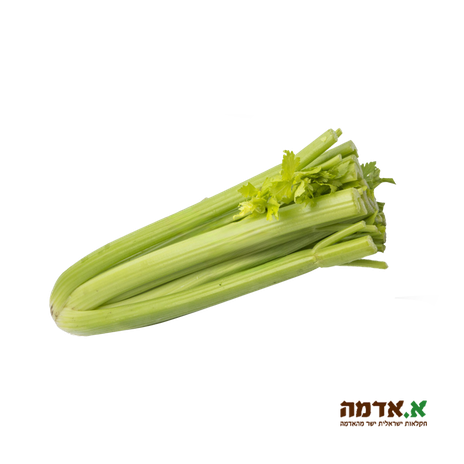 Chopped celery