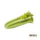 Chopped celery