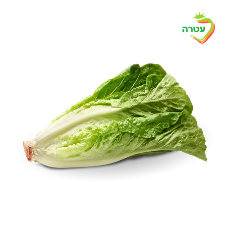 Arab lettuce, packed