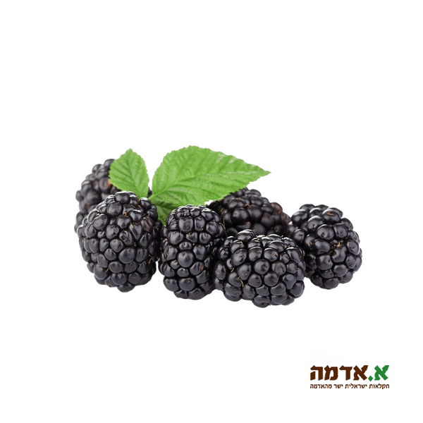 Black raspberry