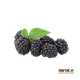 Black raspberry