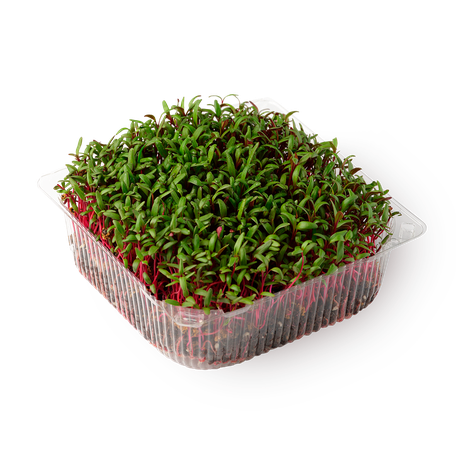 Ростки кресс-салата NovaGreen