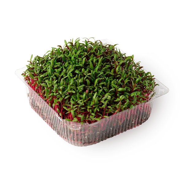 Ростки кресс-салата NovaGreen