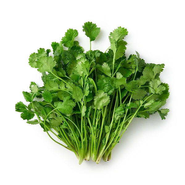 Кинза EveryDay Fresh