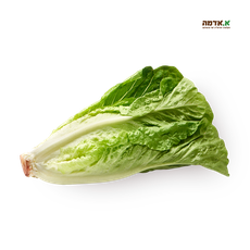 Arab lettuce, packed