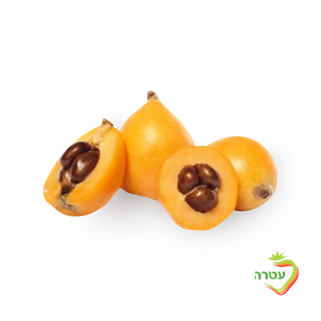 Loquat