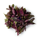Базилик фиолетовый свежий Every Day Fresh