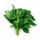 Базилик зелёный свежий Every Day Fresh