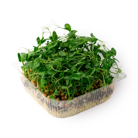 Ростки гороха NovaGreen