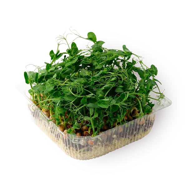 Ростки гороха NovaGreen