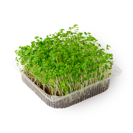 Ростки брокколи NovaGreen