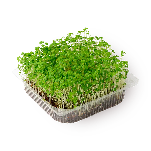 Ростки брокколи NovaGreen