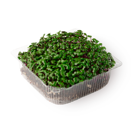 Ростки горчицы NovaGreen