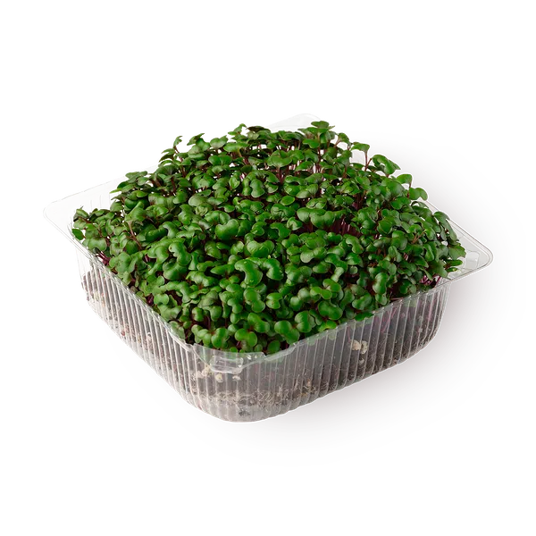 Ростки горчицы NovaGreen