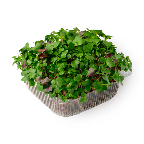 Ростки руколы NovaGreen