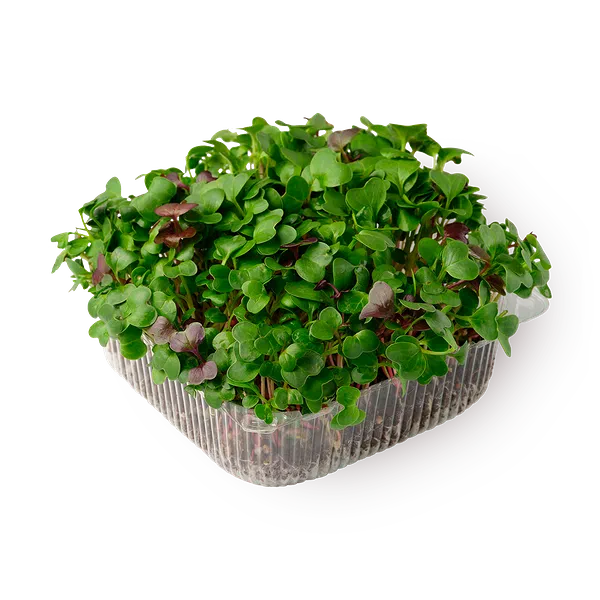 Ростки руколы NovaGreen