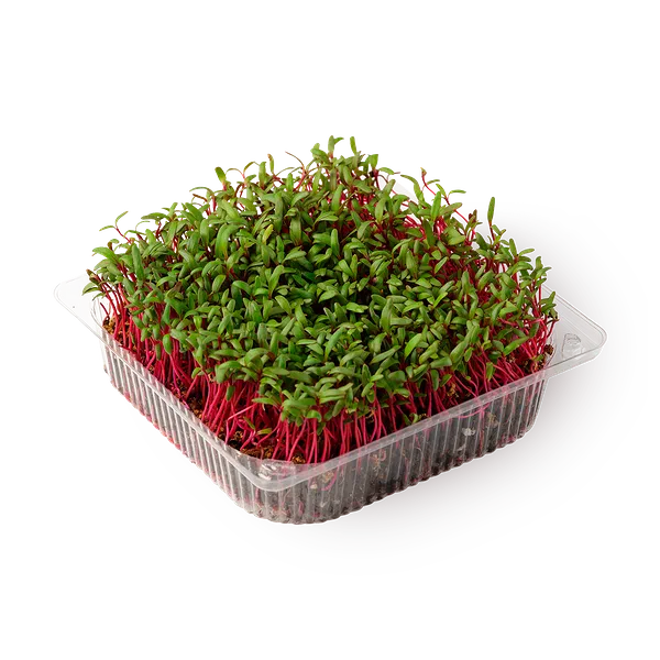 Ростки амаранта красно-розового NovaGreen