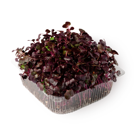 Ростки редиса фиолетового NovaGreen