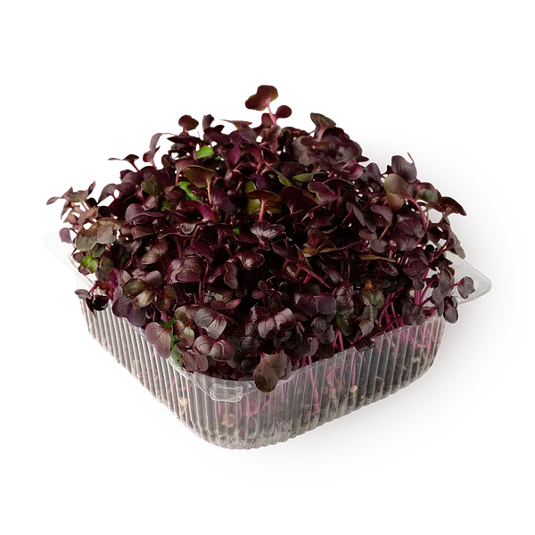 Ростки редиса фиолетового NovaGreen