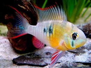 Апистограмма боливийская (Mikrogeophagus altispinosus) 