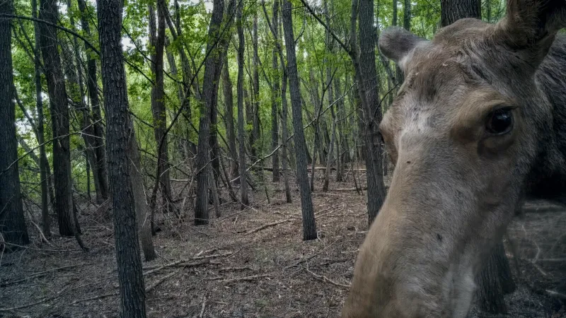 любопытный нос