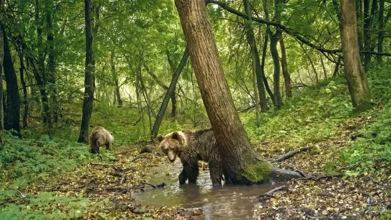 фотоловушка из Башкирии