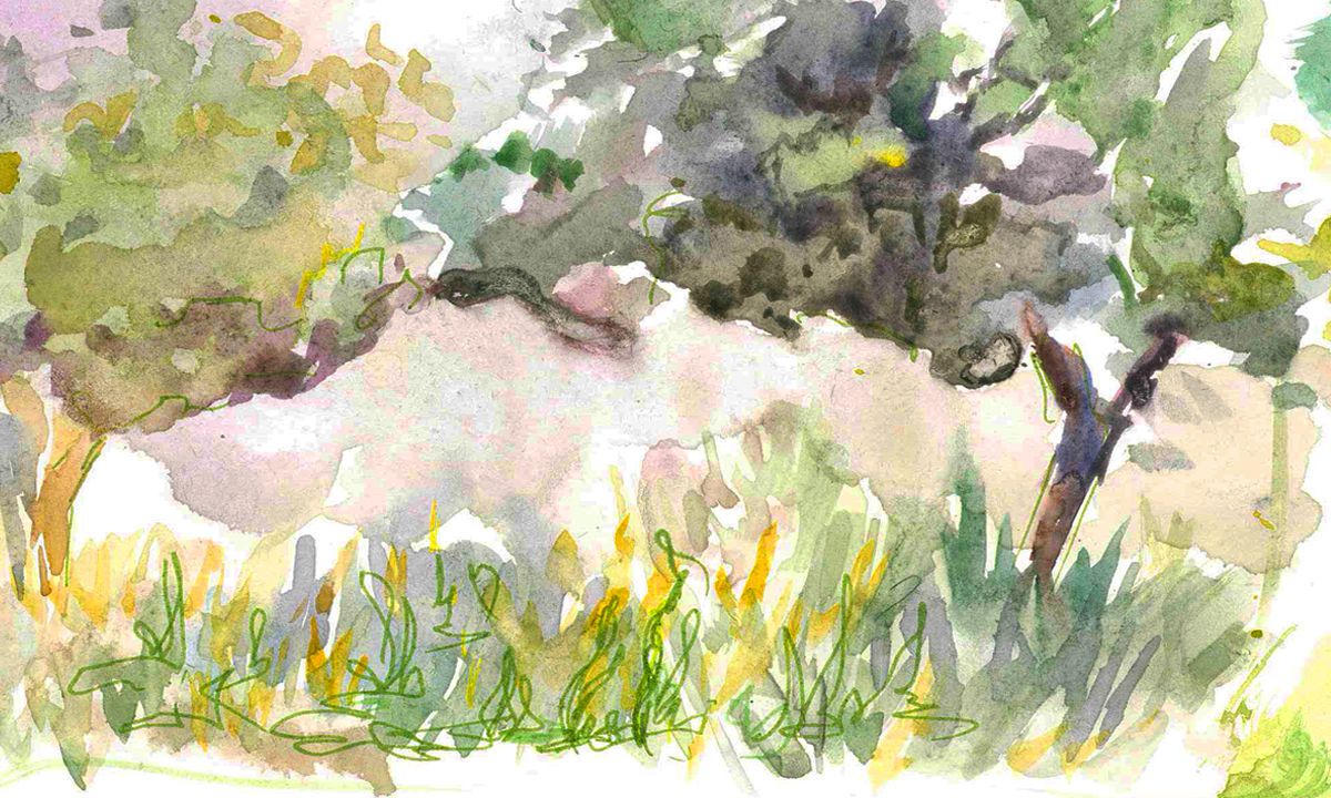 ​Иллюстрация Виктории Бестаевой к сценарию «Загадочный лес»