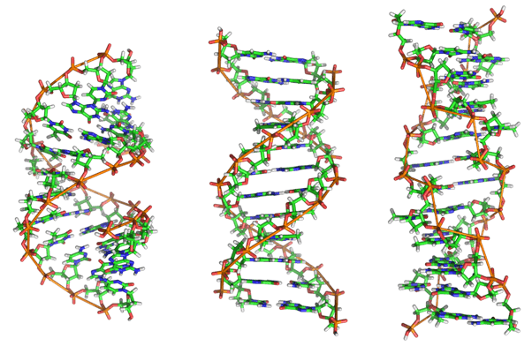   ​Цепи ДНК могут закручиваться в разные стороны. Это влияет на разные мутации и болезни в организме человека.