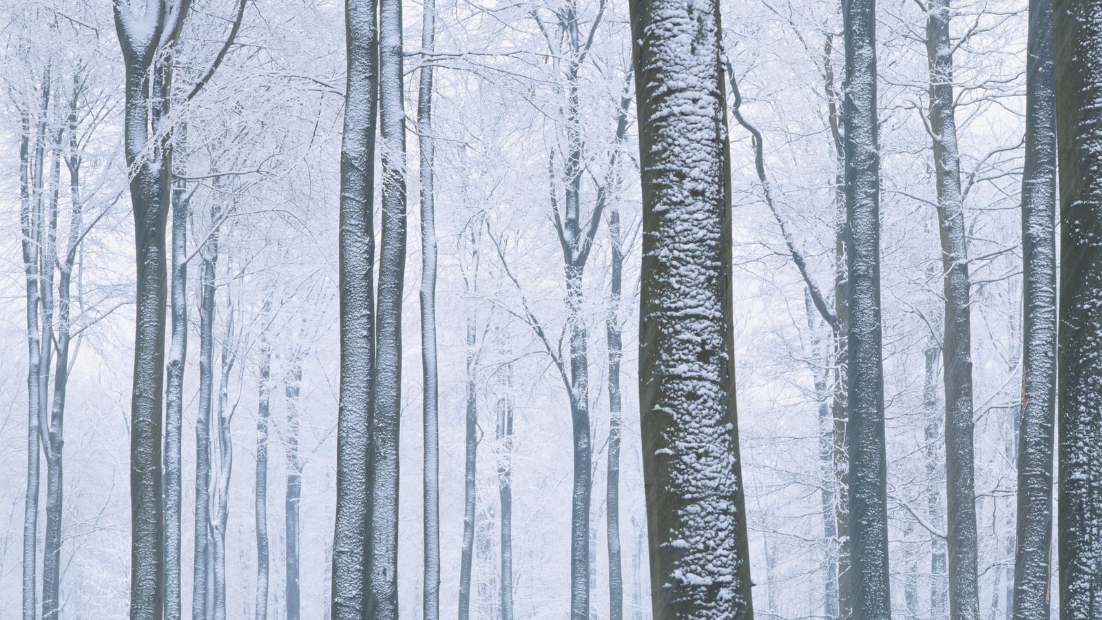 Галерея фонов Яндекс зима