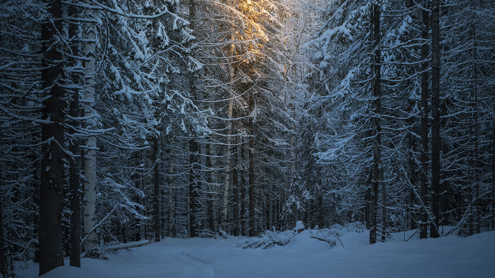 Лес зима Яндекс