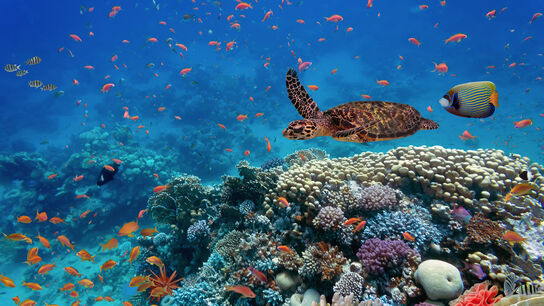 Подводный мир