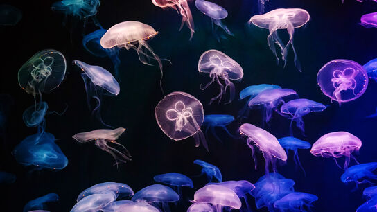 Подводный мир