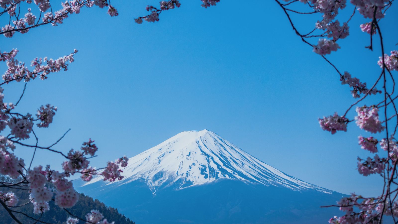 Гора Фудзияма и Сакура