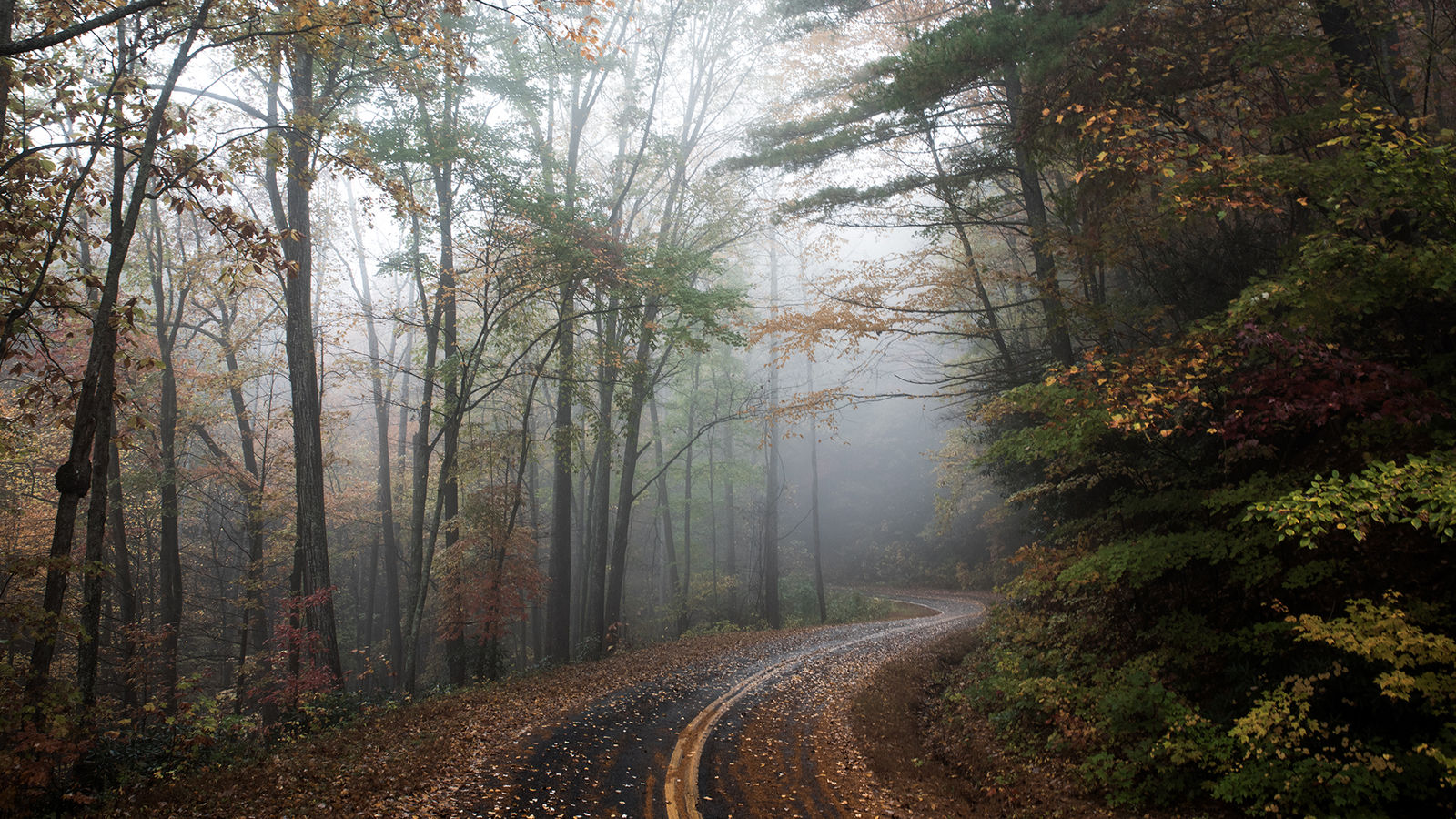 Осенняя дорога в лесу в дымке