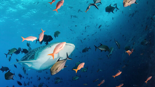 Подводный мир