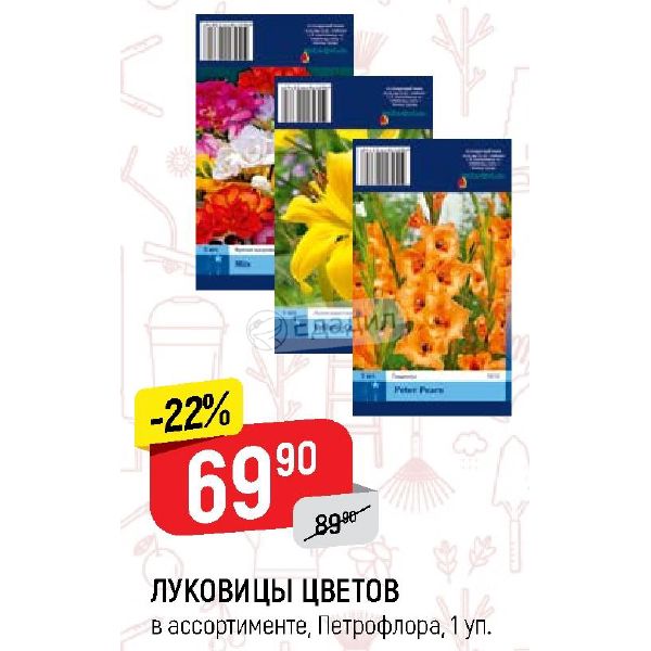 Петрофлора Интернет Магазин Луковичных Цветов