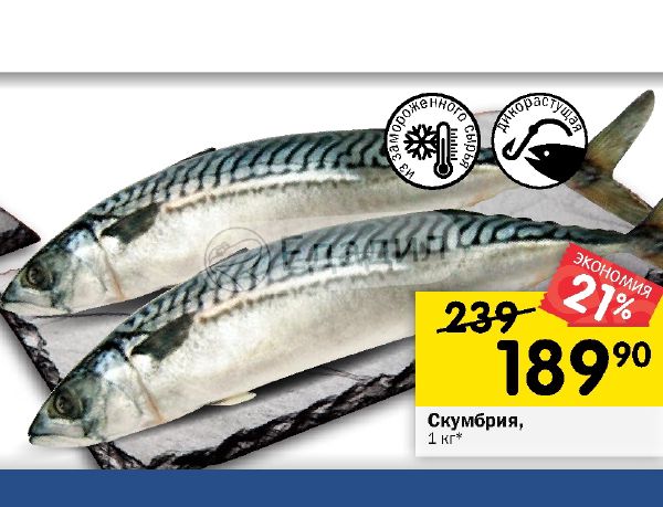 Купить Скумбрию Свежемороженую В Спб Розницу