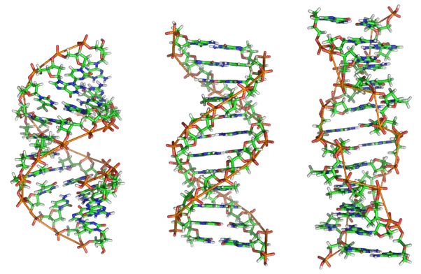 ​Цепи ДНК могут закручиваться в разные стороны. Это влияет на разные мутации и болезни в организме человека.