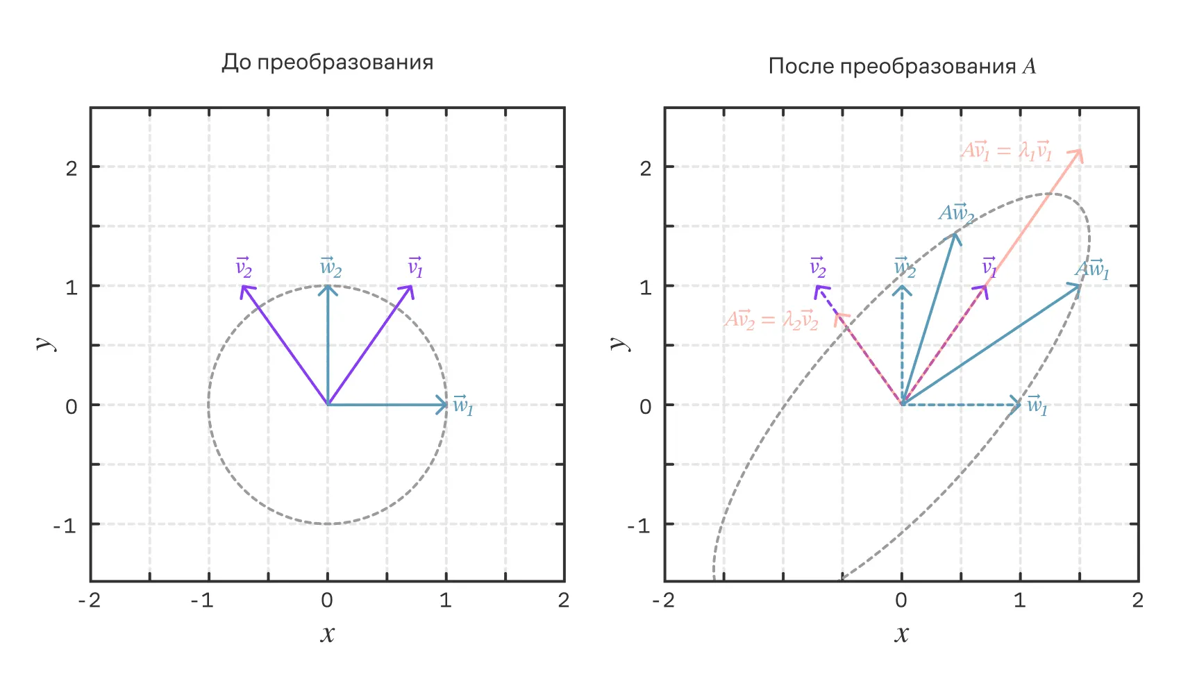 Собственные векторы $v_1$ и $v_2$