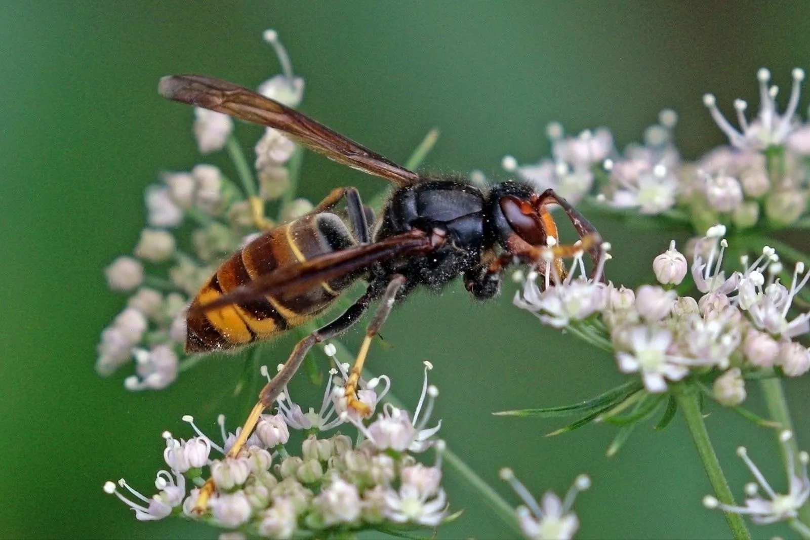 insect.webp
